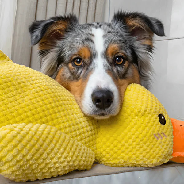 Jouet Canard
