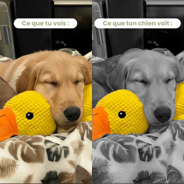 Jouet Canard